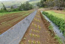 tropical cropping system